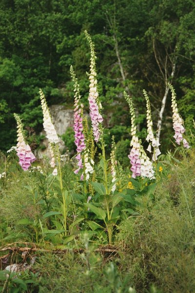 2003061501 sverige blomster